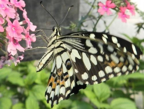 Papilio demoleus